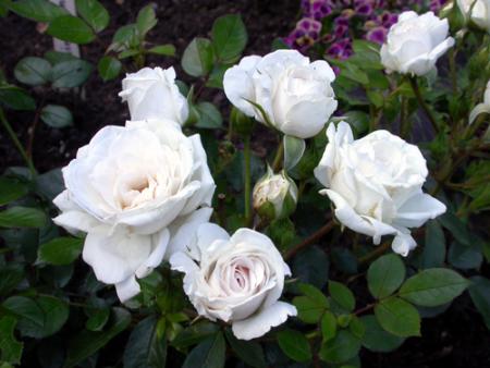 gallery_276_1248_15670.jpg