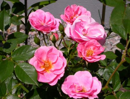 gallery_276_1248_25487.jpg