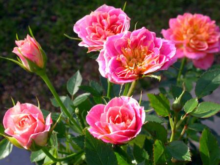 gallery_276_1248_40690.jpg