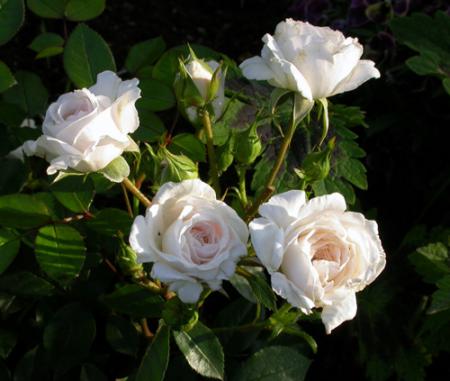 gallery_276_1248_62719.jpg