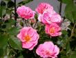 tn_gallery_276_1248_25487.jpg