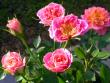 tn_gallery_276_1248_40690.jpg
