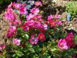 tn_gallery_276_1248_46483.jpg