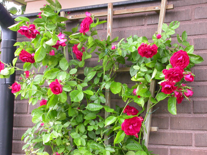 gallery_276_1250_15222.jpg