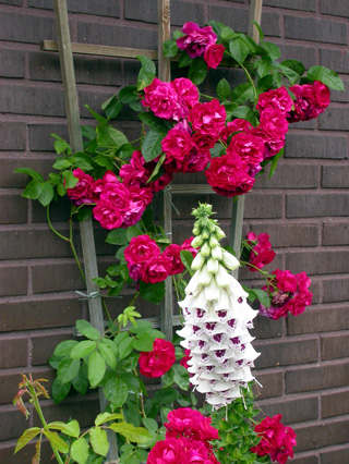 gallery_276_1250_33969.jpg