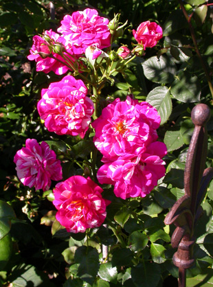 gallery_276_1250_47802.jpg