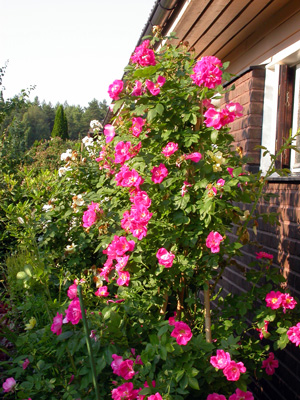 gallery_276_1250_58084.jpg
