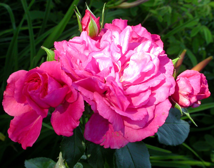 gallery_276_1250_66763.jpg