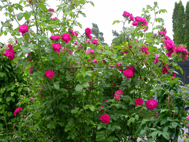gallery_276_1250_68697.jpg