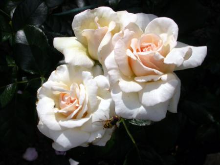 gallery_276_1250_24078.jpg