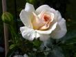 tn_gallery_276_1250_29828.jpg