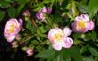 tn_gallery_276_1250_74444.jpg