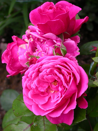 gallery_276_1250_20914.jpg