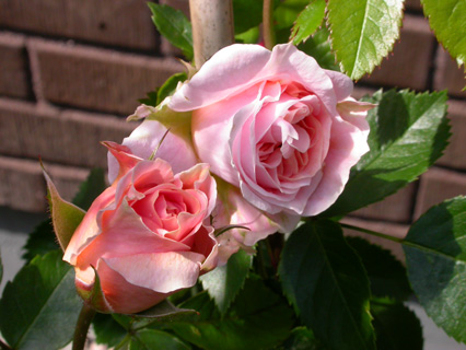 gallery_276_1250_33846.jpg