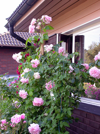 gallery_276_1250_50308.jpg
