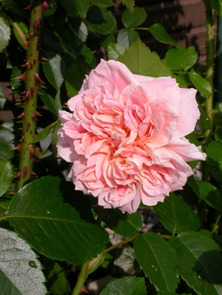 gallery_276_1250_5538.jpg