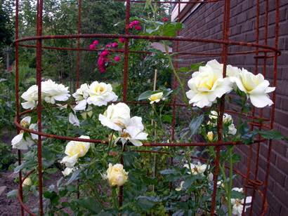 gallery_276_1250_82128.jpg