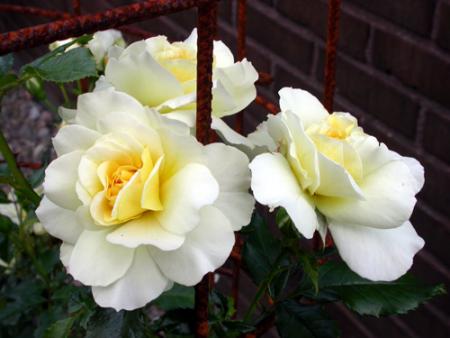 gallery_276_1250_73809.jpg