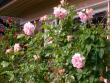 tn_gallery_276_1250_12374.jpg