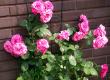 tn_gallery_276_1250_1382.jpg