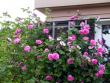 tn_gallery_276_1250_46346.jpg