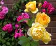 tn_gallery_276_1250_5463.jpg