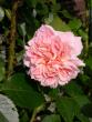 tn_gallery_276_1250_5538.jpg