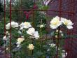 tn_gallery_276_1250_82128.jpg