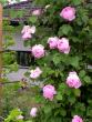 tn_gallery_276_1250_9906.jpg