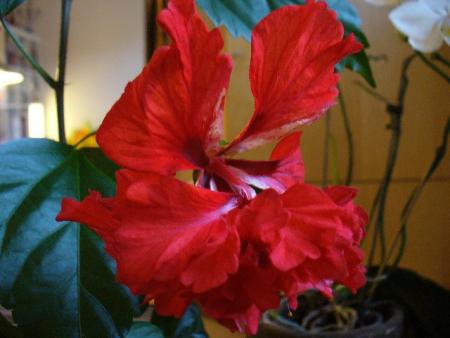 gallery_10231_831_46622.jpg