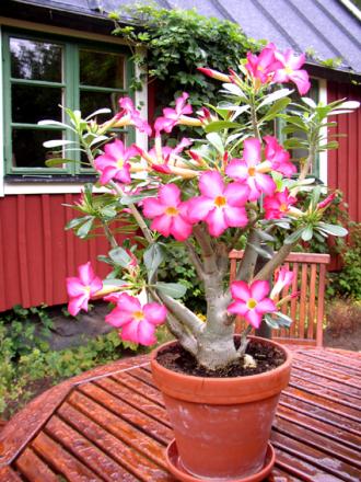 gallery_12788_1260_51066.jpg