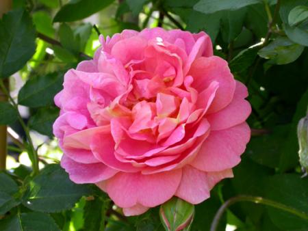 gallery_276_1250_45808.jpg