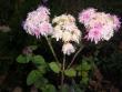tn_gallery_11111_1259_105044.jpg
