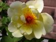 tn_gallery_276_1250_36939.jpg