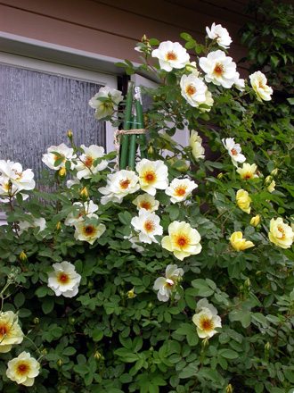gallery_276_1250_75500.jpg