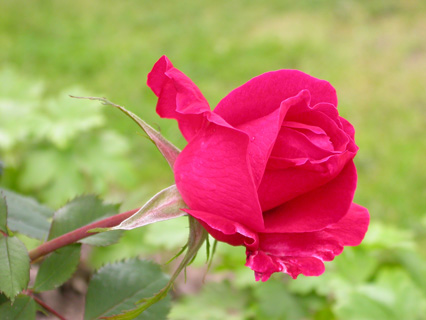 gallery_276_1271_33858.jpg