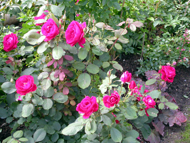 gallery_276_1271_38430.jpg