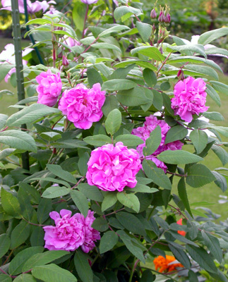 gallery_276_1271_38488.jpg