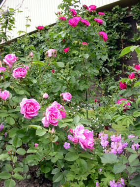gallery_276_1271_90522.jpg