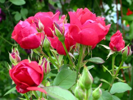 gallery_276_1271_23625.jpg