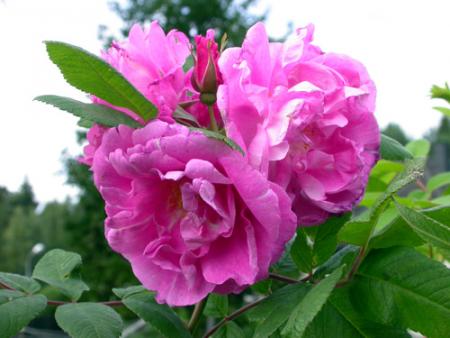 gallery_276_1271_33780.jpg