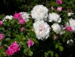 tn_gallery_276_1271_12023.jpg