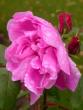 tn_gallery_276_1271_15772.jpg