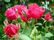 tn_gallery_276_1271_23625.jpg