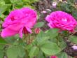 tn_gallery_276_1271_2655.jpg