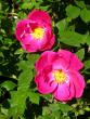 tn_gallery_276_1271_3257.jpg