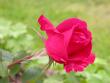 tn_gallery_276_1271_33858.jpg