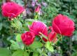 tn_gallery_276_1271_35095.jpg