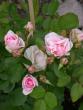 tn_gallery_276_1271_41059.jpg