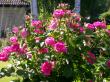 tn_gallery_276_1271_45971.jpg